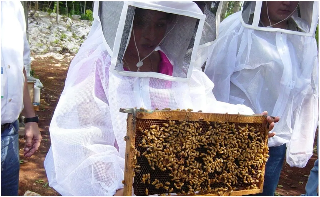 Uso de pesticidas y expansión de ganadería provocan muerte de abejas en Yucatán; alertan por extinción de especie melipona