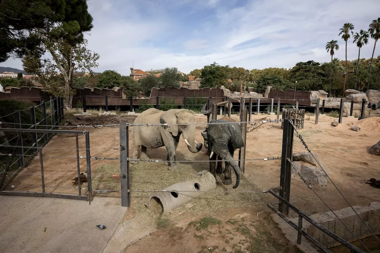 Muere Yoyo, una de las tres elefantas del Zoo de Barcelona