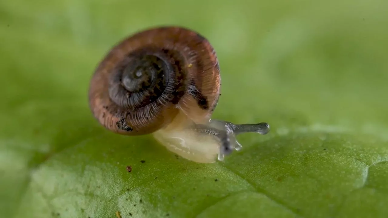 Zoo Releases Endangered Snails to Save Species