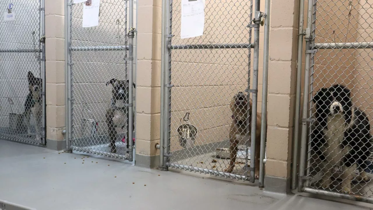 Tacoma Animal Shelter Experiences Record-Breaking Capacity Crisis