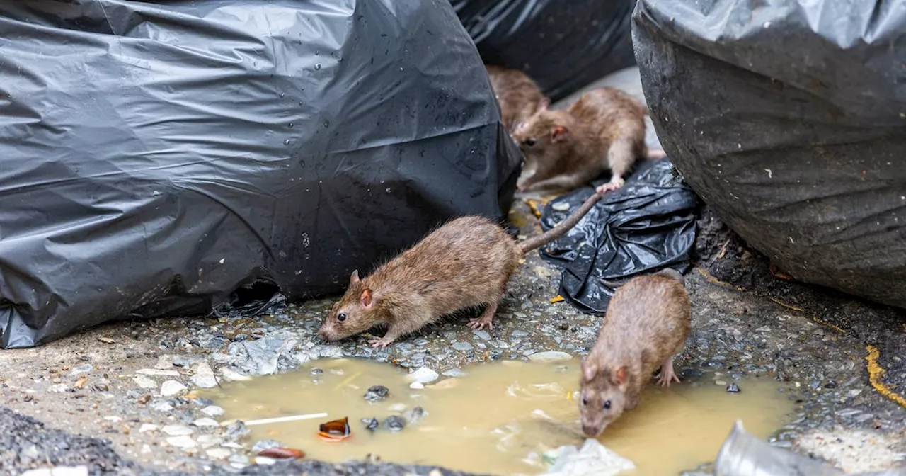 Rat sightings treble in Glasgow and pests are 'getting bolder'