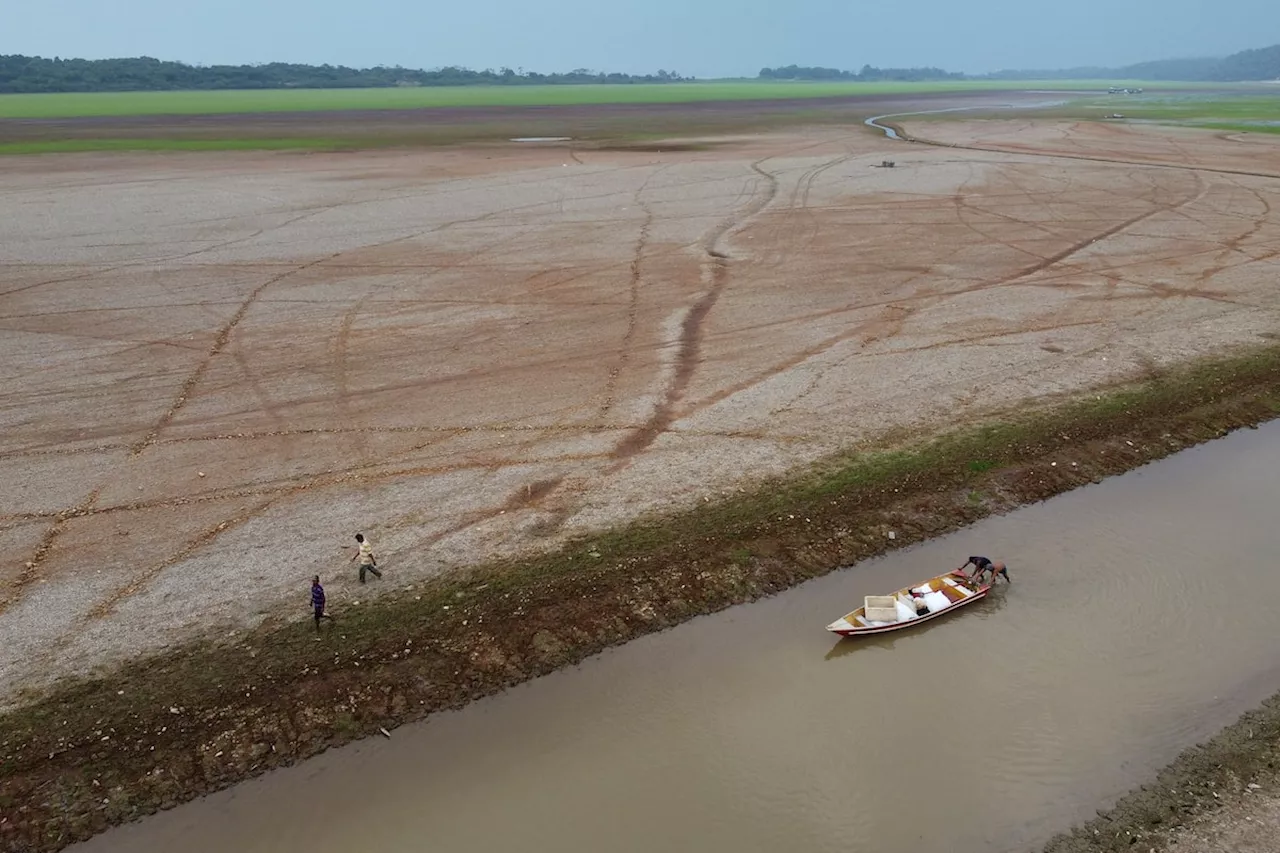 Amazon Rainforest Faces Dire Future as Wildfires and Drought Ravage Biome