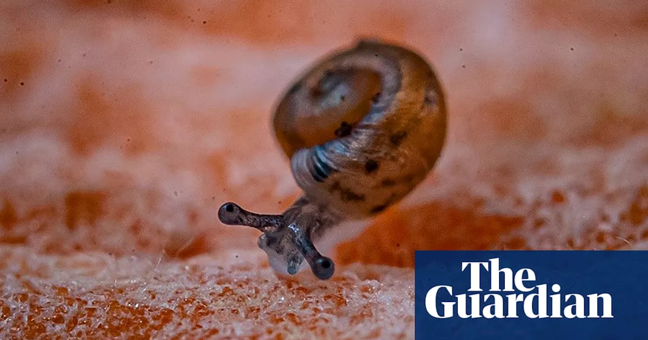 Critically Endangered Snails Rescued From Extinction