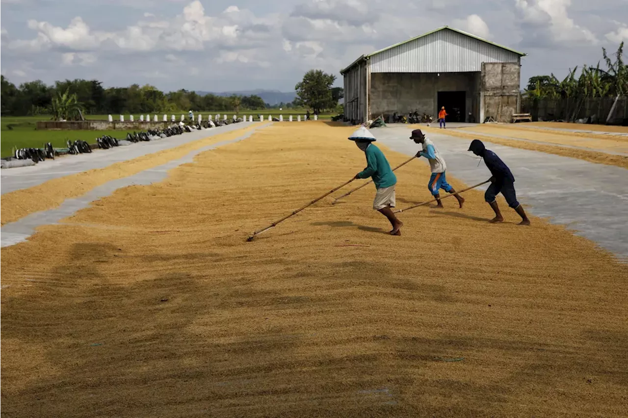 Petani Berharap HPP Gabah Naik Jadi Rp 7.000 Per Kilogram