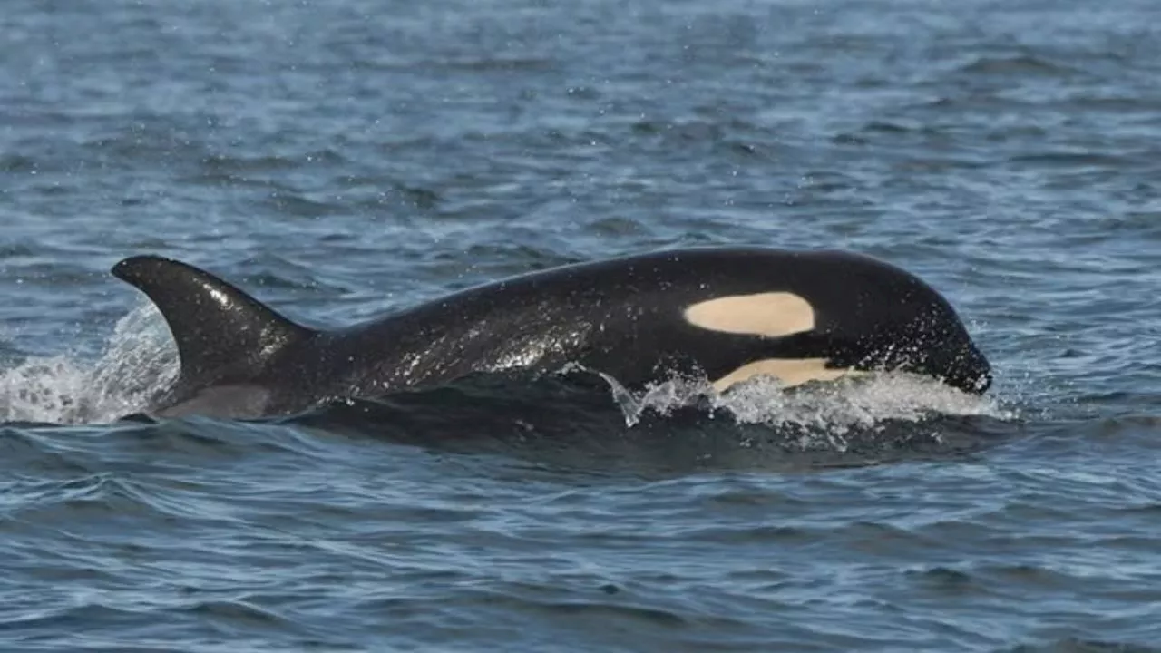 La orca Tahlequah: símbolo de la lucha por la supervivencia