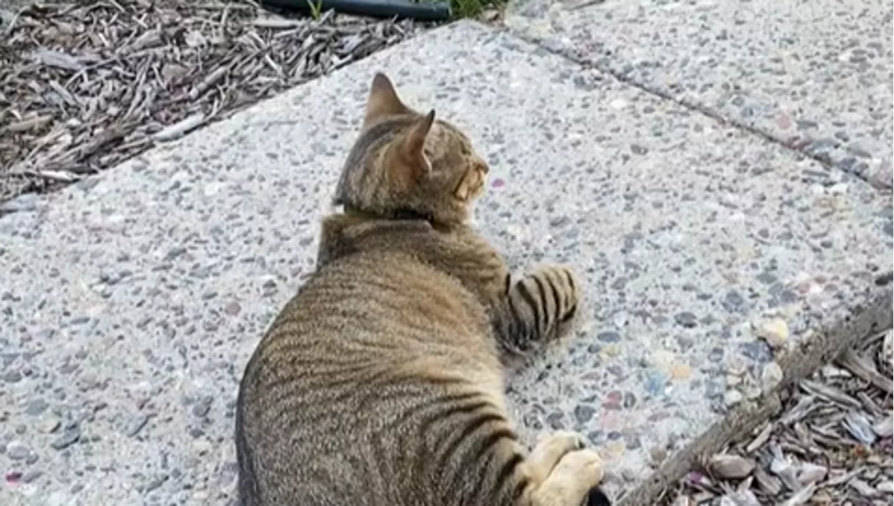 Il gatto prende di mira la casa del vicino, il motivo farà correre la sua proprietaria