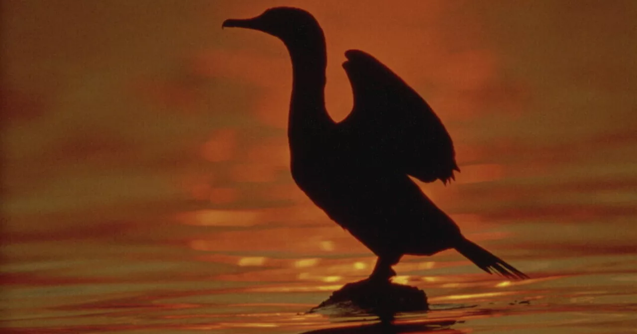 Cormorani e Incidenti Aerei: una riflessione