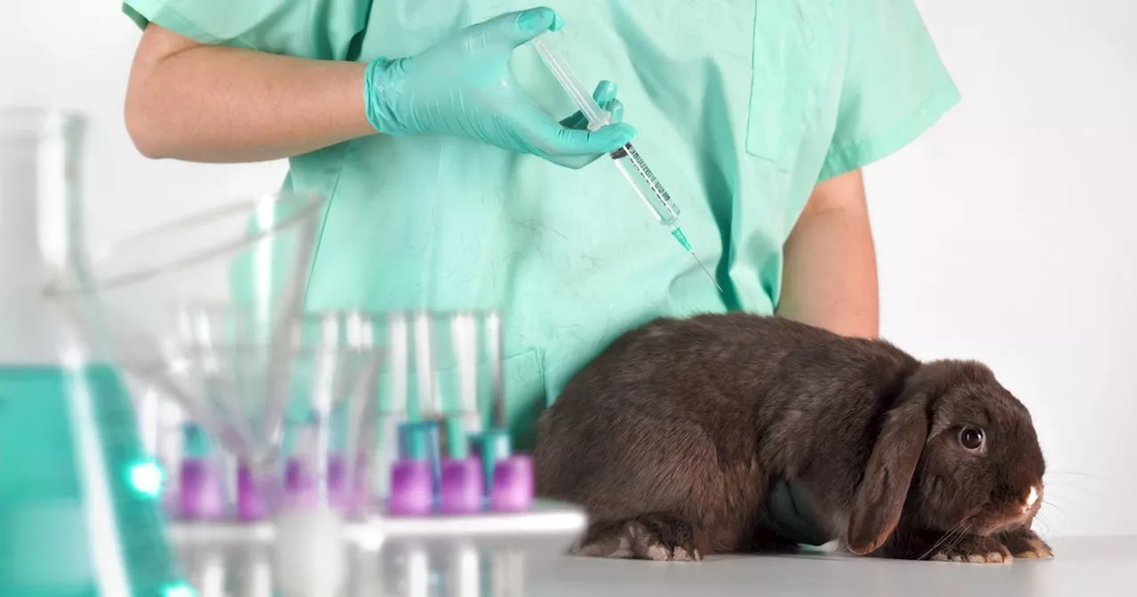 Animal Experiments Rise in Ireland, Sparking Concern