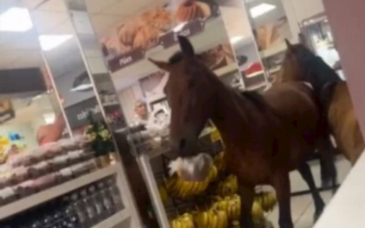 Cavalos invadem padaria e tentam 'roubar' panetones em Santa Catarina