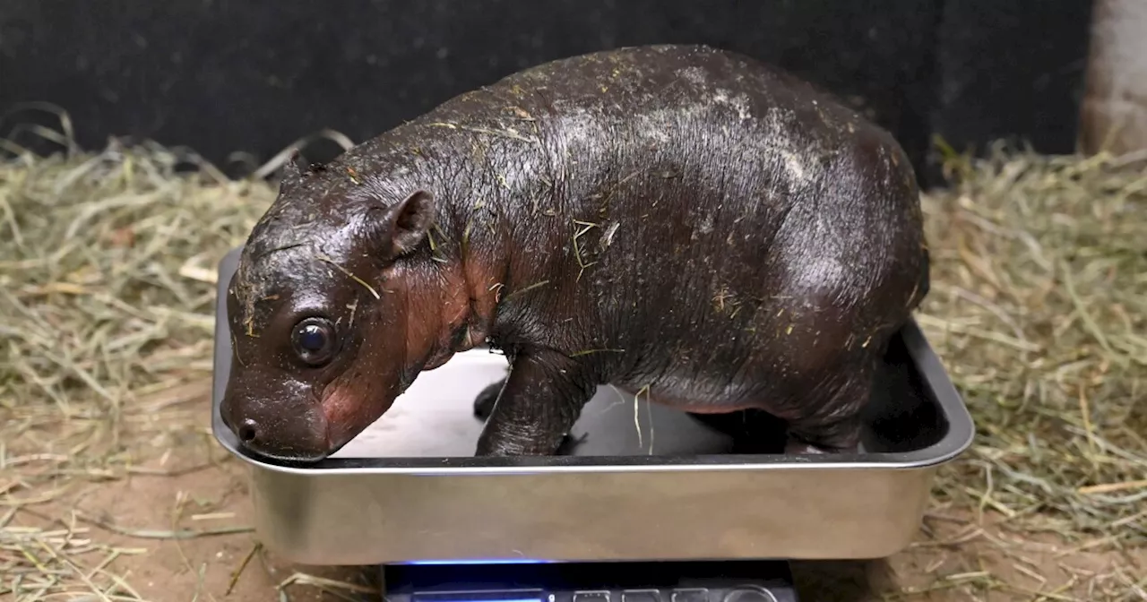 Baby Pygmy Hippo Born at Metro Richmond Zoo