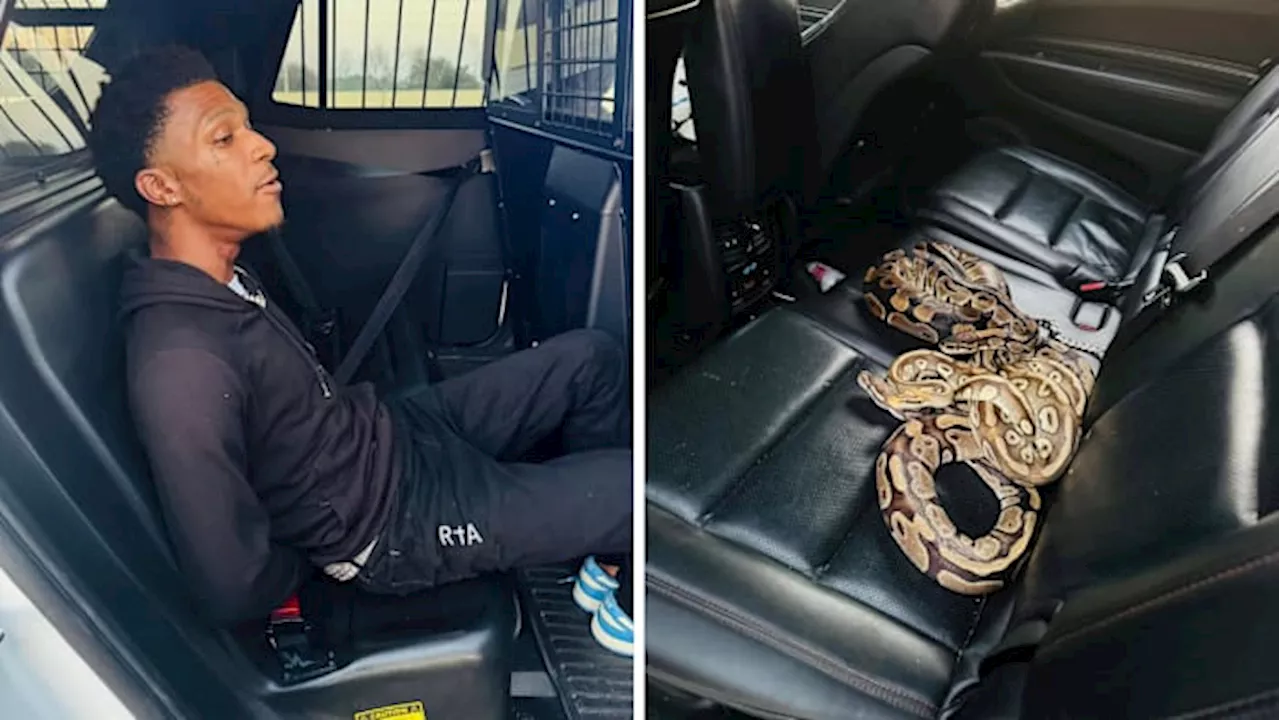 Man Arrested After Traffic Stop Reveals Three Pythons in Car