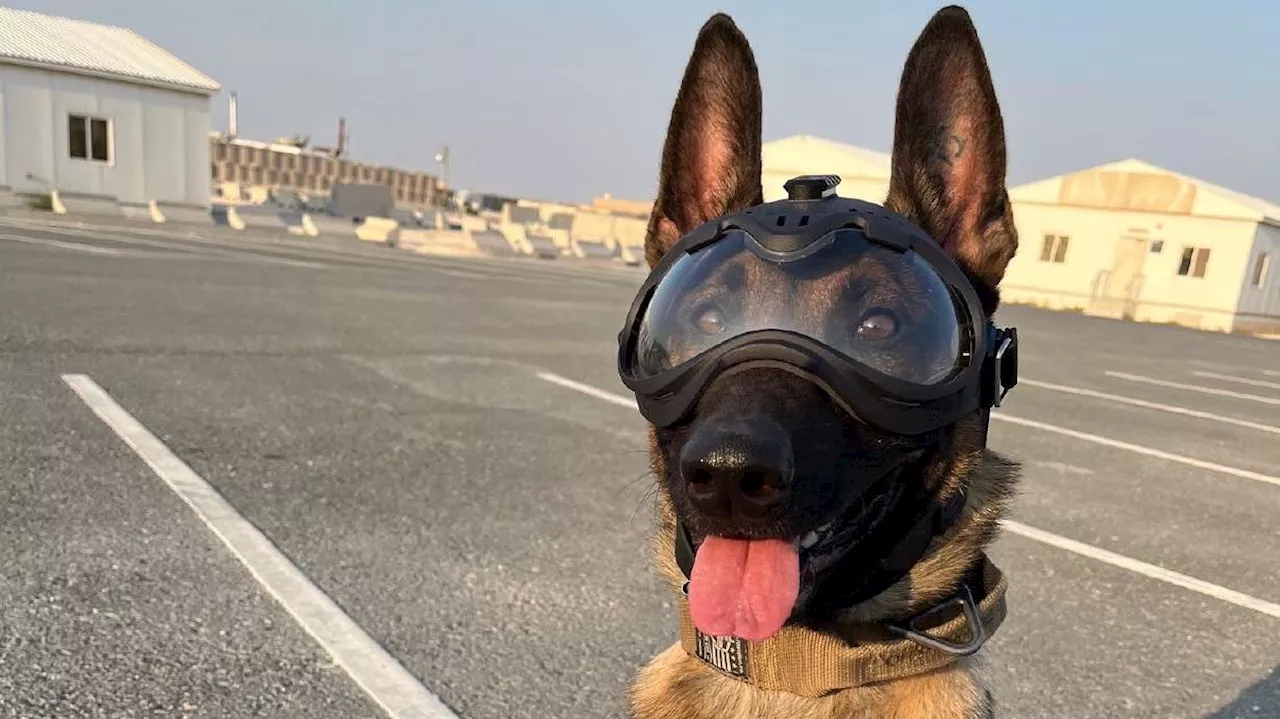 Hill Air Force Base's newest, youngest working dog goes on deployment