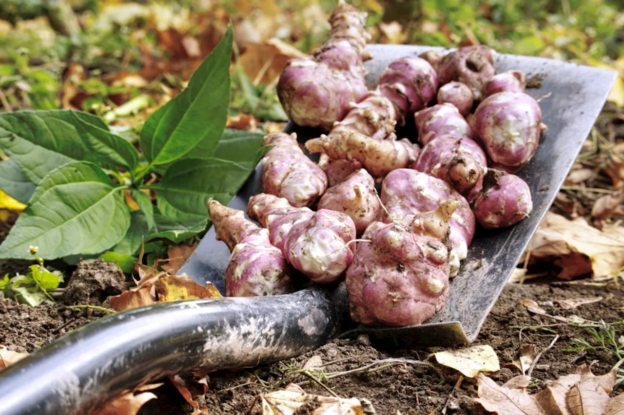 Moving Fruit Trees and Harvesting Jerusalem Artichokes