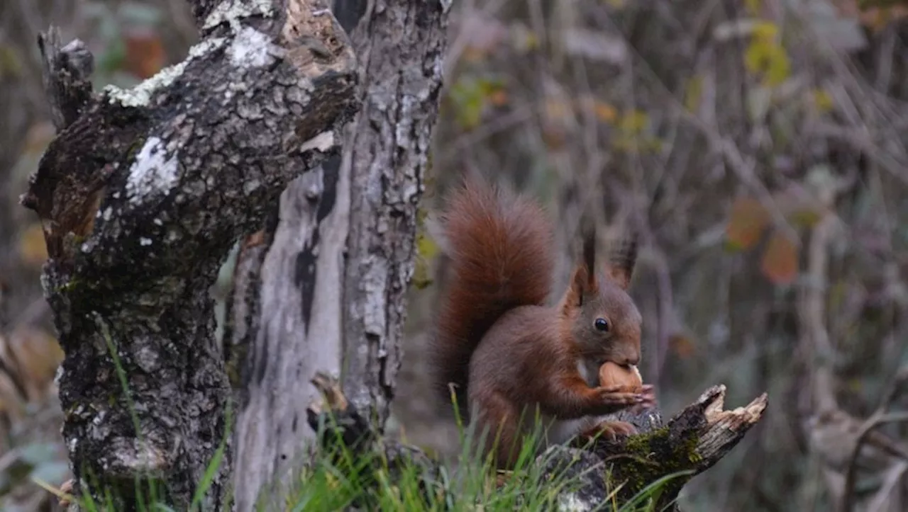 Jacques Laporte, le Chasseur d'Images de la Biodiversité