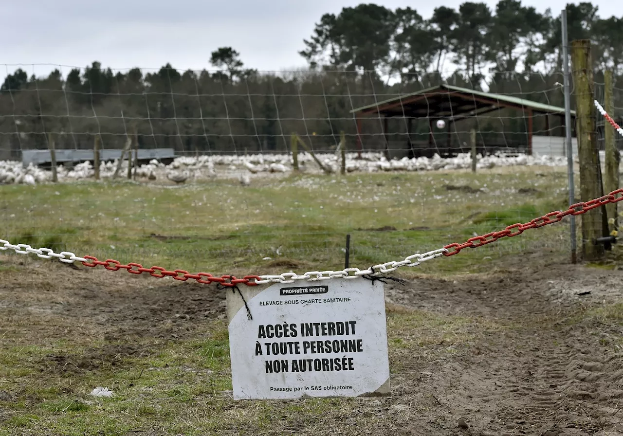 Foyer d'Influenza Aviaire Hautement Pathogène Détecté dans l'Eure