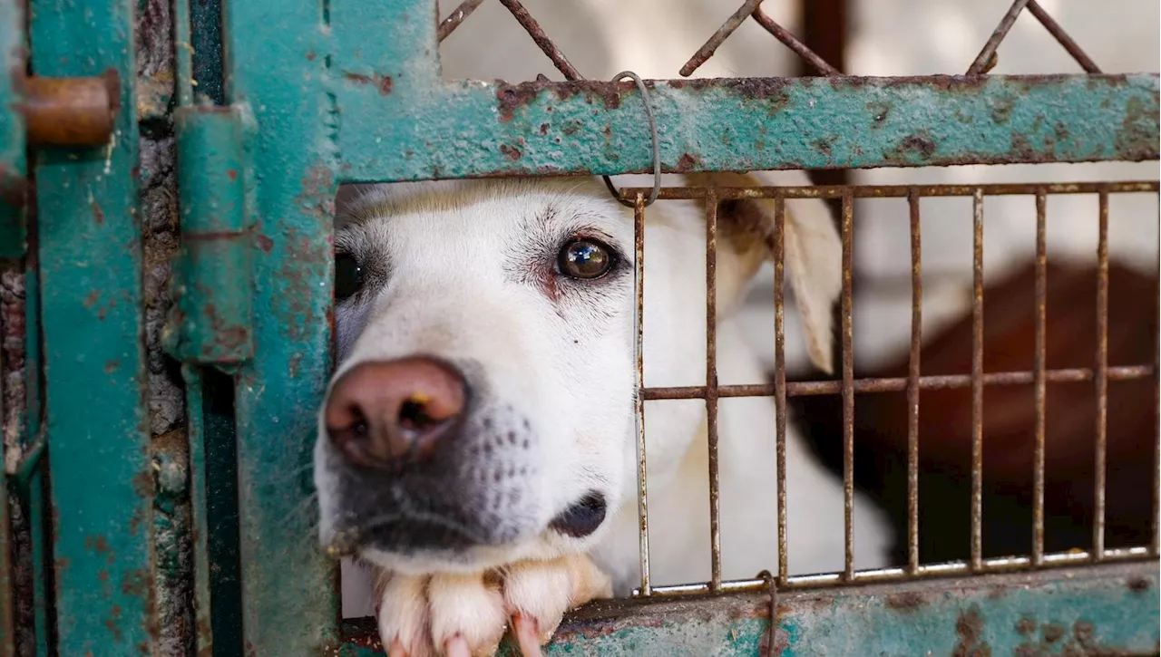 Multa di 1000 euro per chi abbandona il cane a Ozzano dell'Emilia