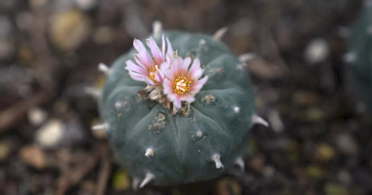 Native American Sacred Plant Peyote Faces Threats From Overharvesting and Expansion