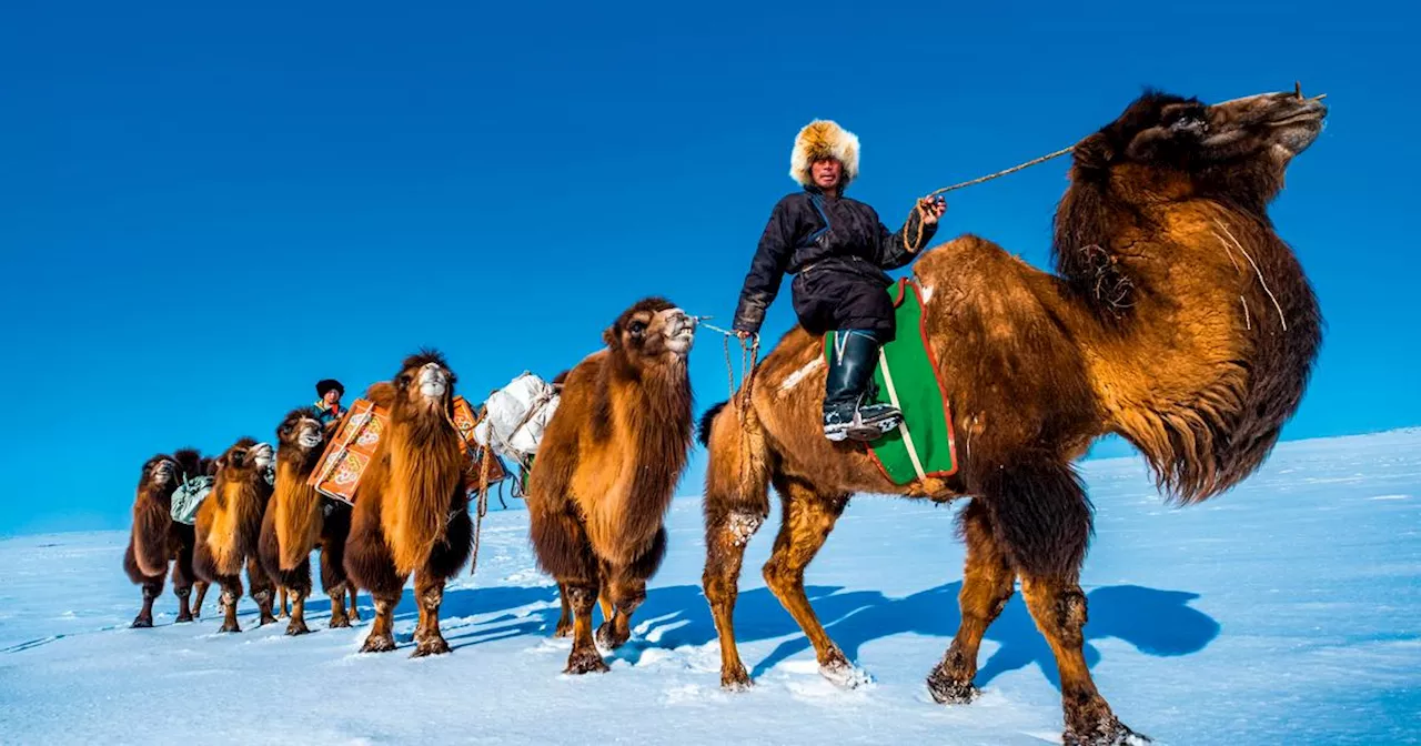 En Mongolie, un nouvel an chez les chameliers du Gobi