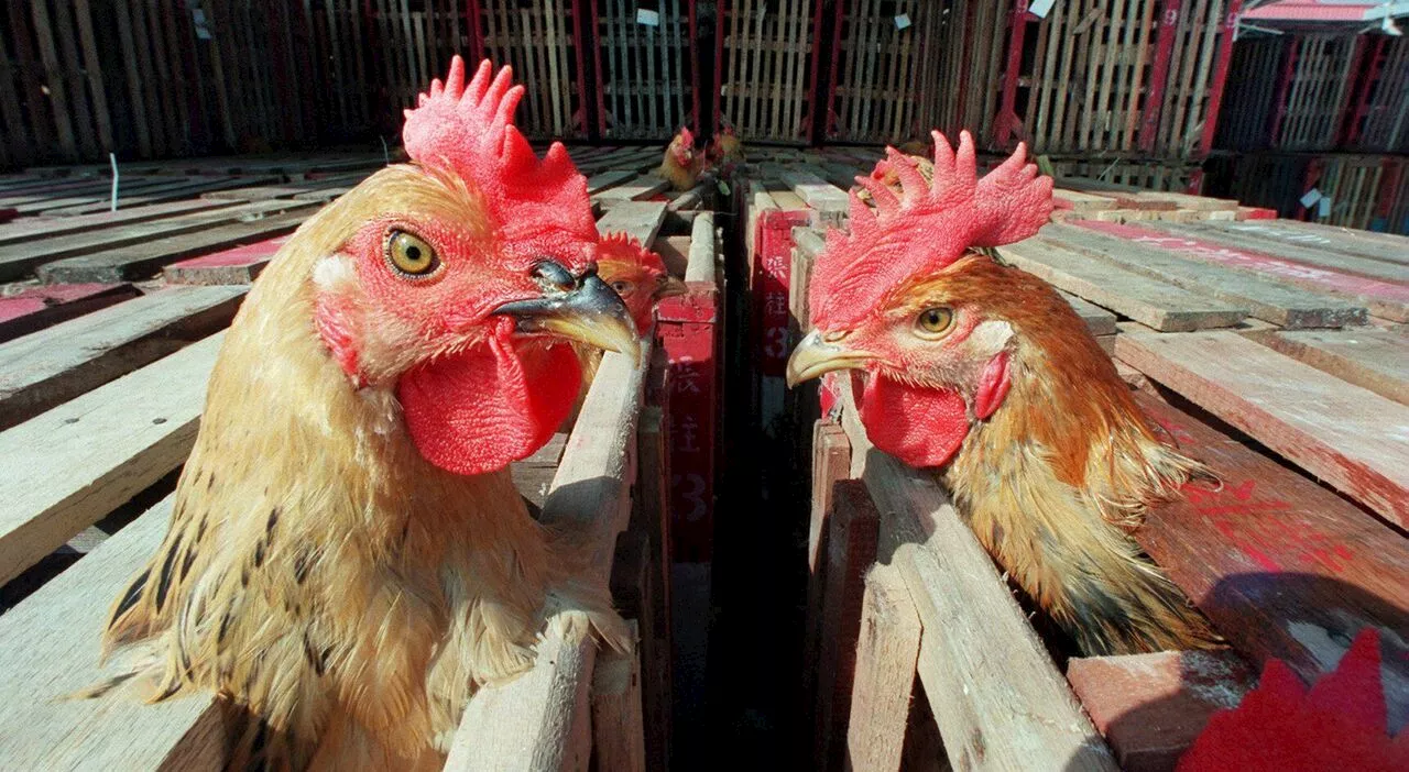 Mutazioni nel virus A/H5N1: preoccupazioni per un salto di specie