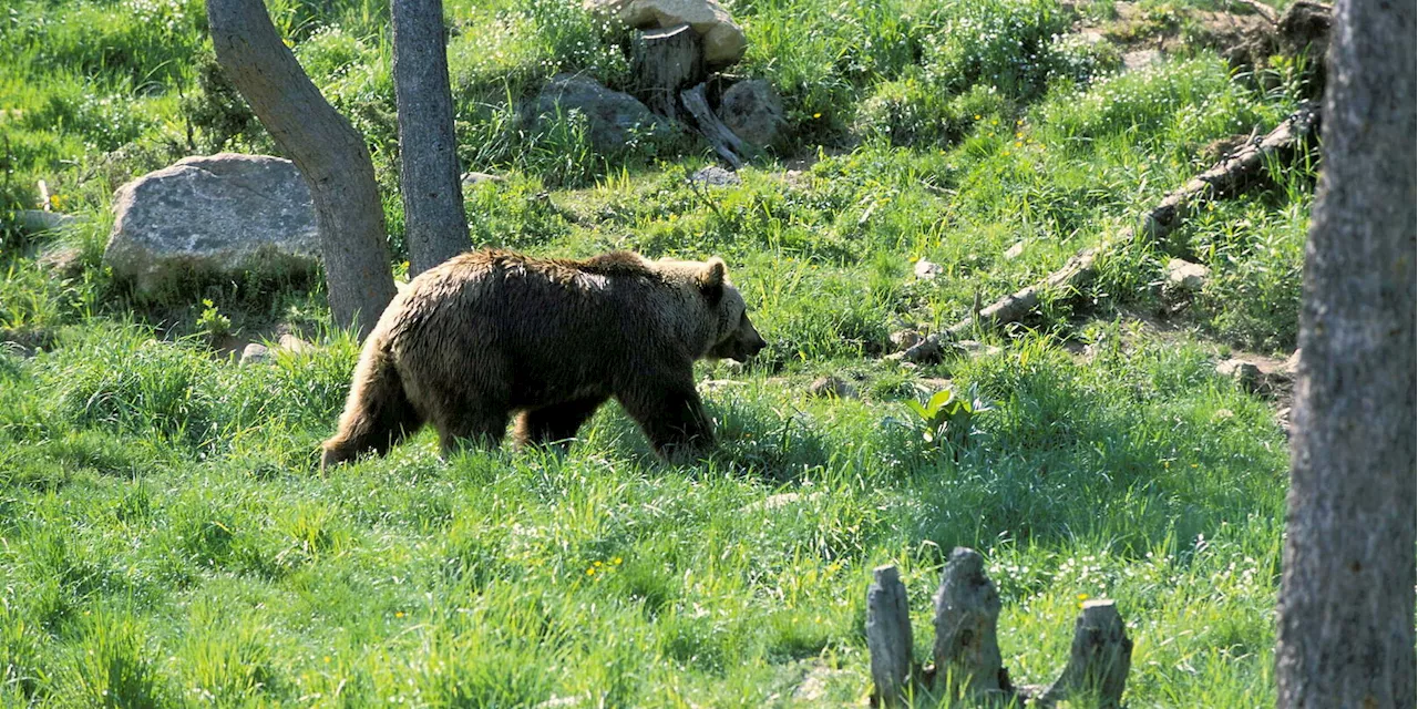 Le retour des ours : une renaissance dans les forêts françaises