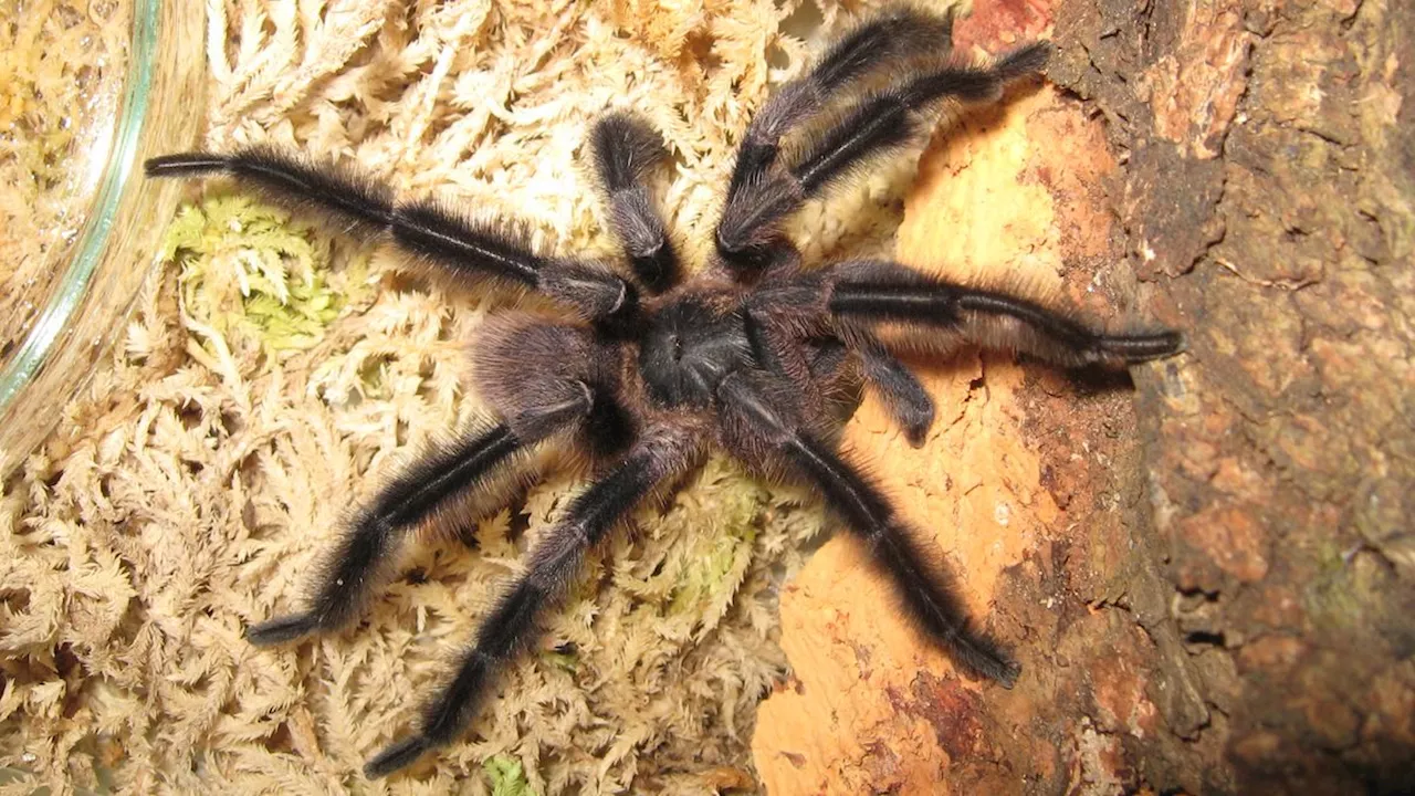 Newly Discovered Giant Tarantula Has 'Feather-Duster' Legs