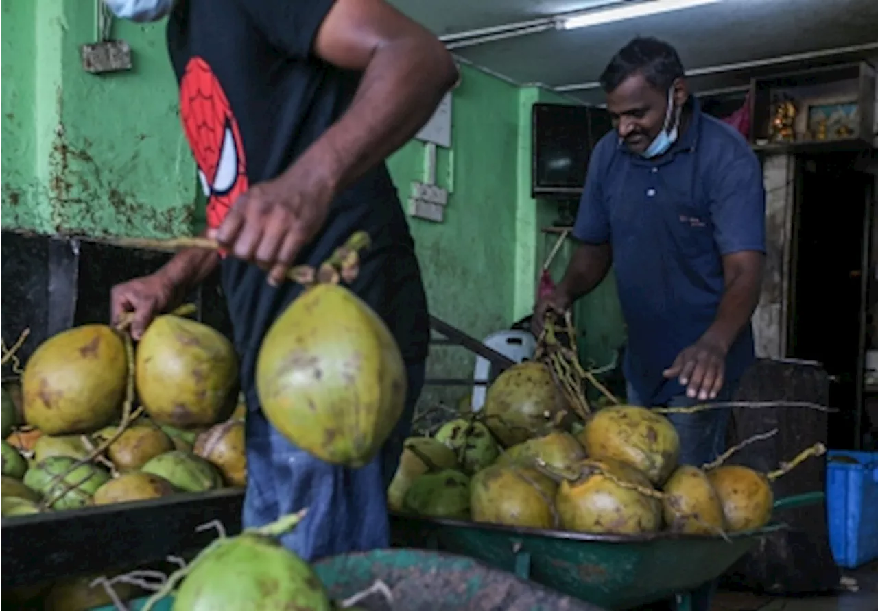 Malaysia Ensures Sufficient Coconut Supply for Upcoming Festive Seasons