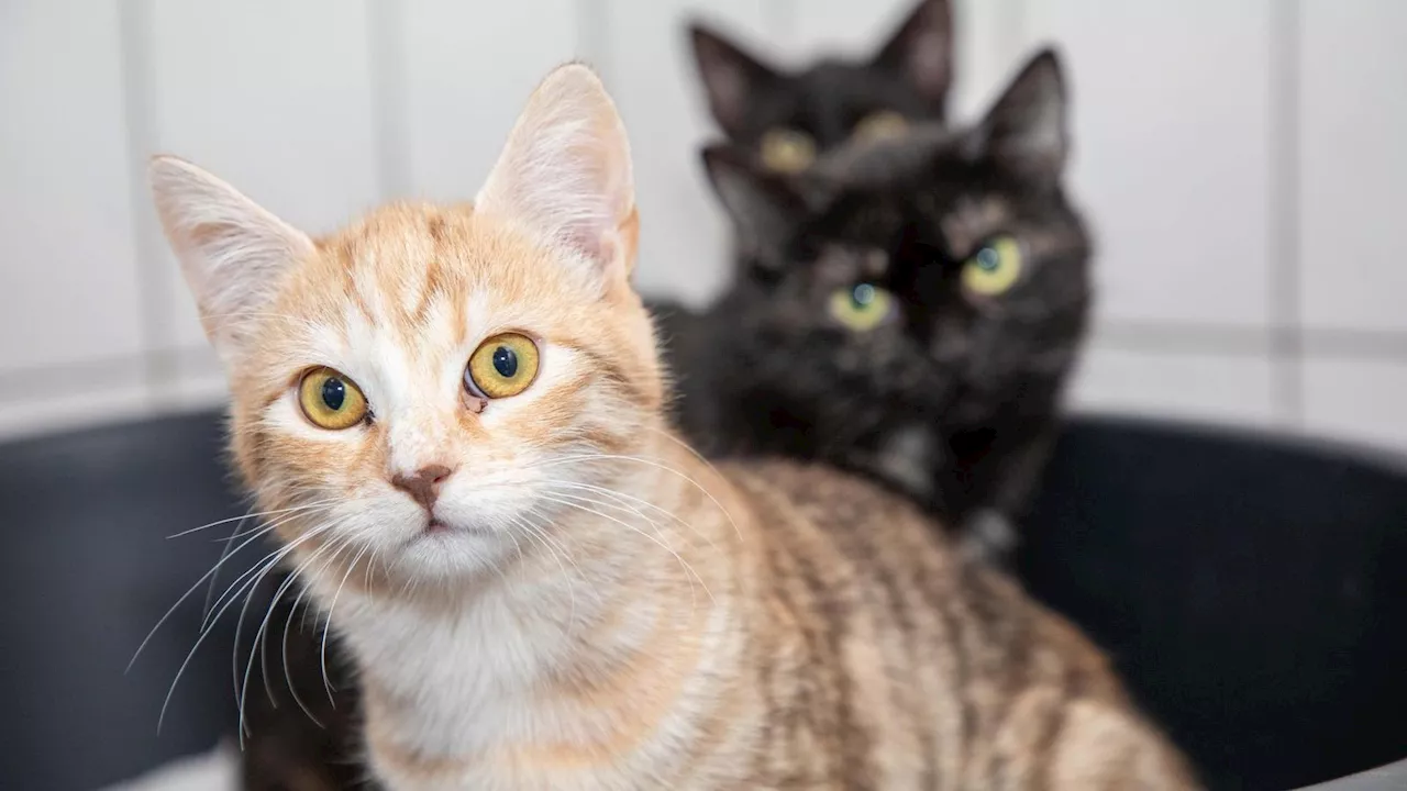 Silvesterböller: Stress für Tiere