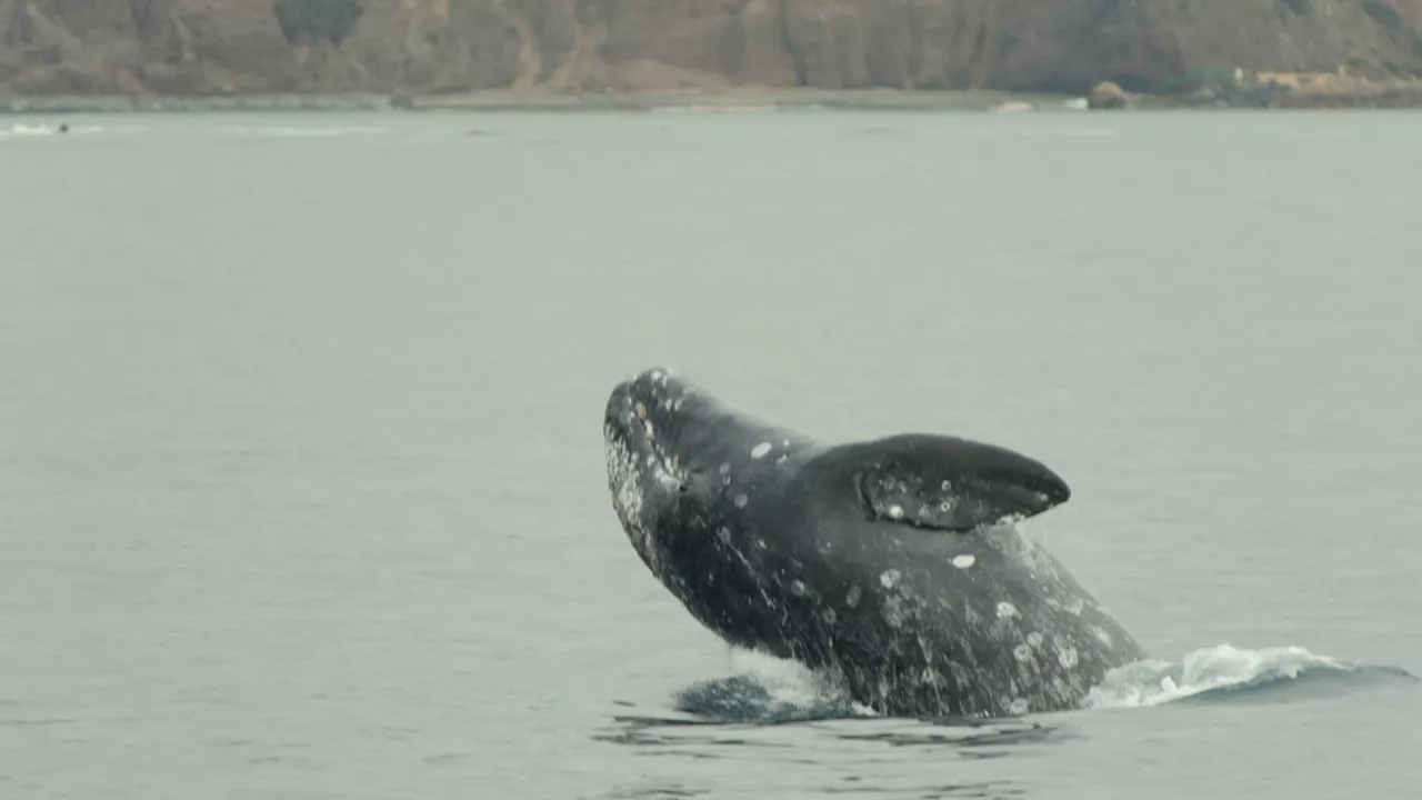 Whale Watching Season Begins Off the California Coast