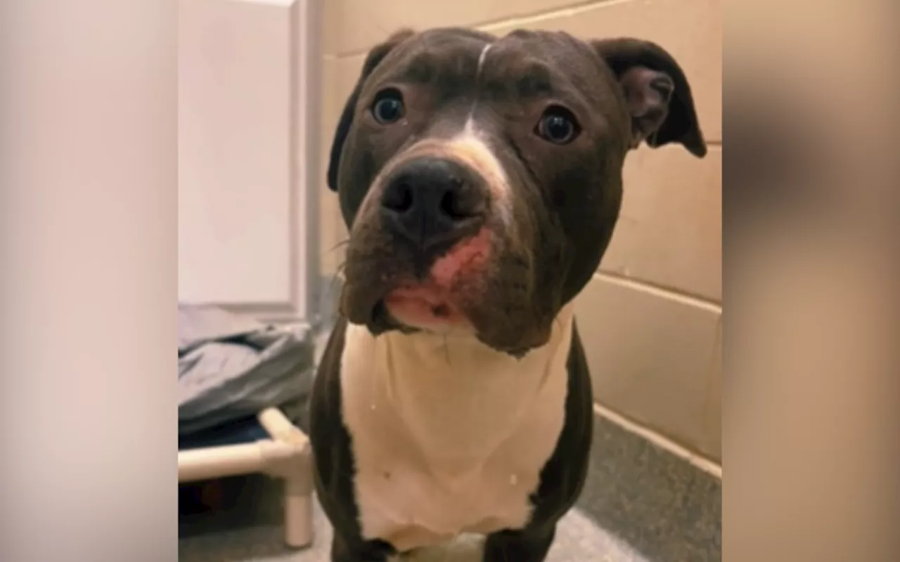 Abandoned Dog Finds Shelter But Remains Terrified