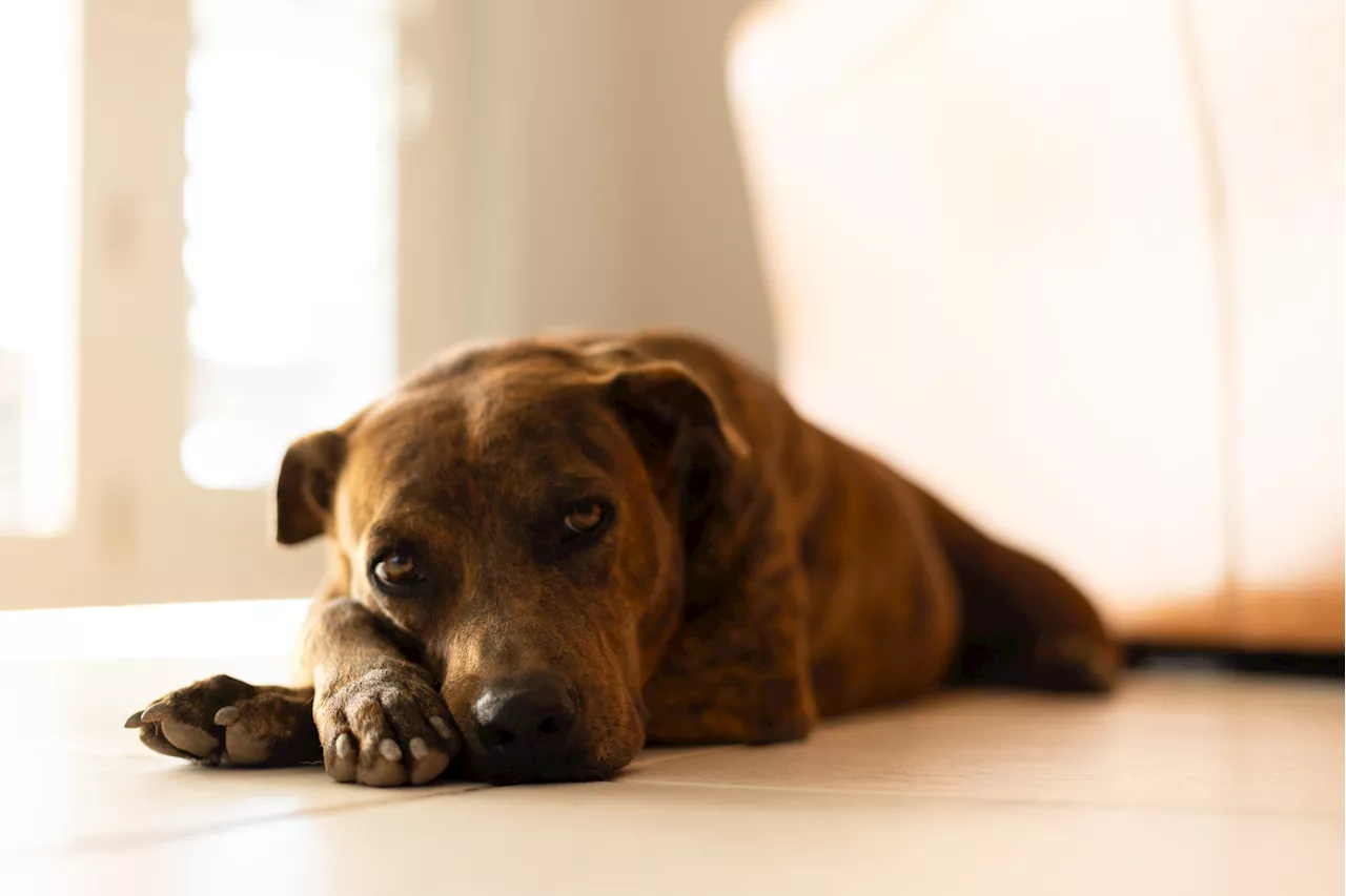 Abandoned Dog's Heartbreaking Reaction to Moving House