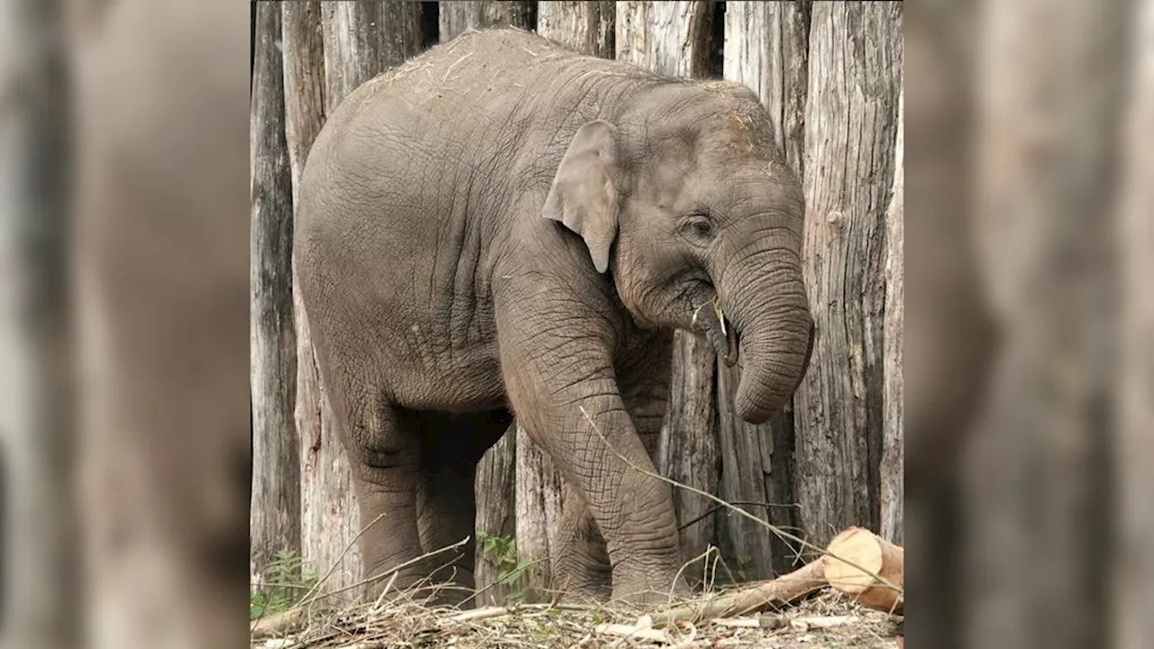 Dierenpark Amersfoort: Vierjarig olifantje Yindi overleden