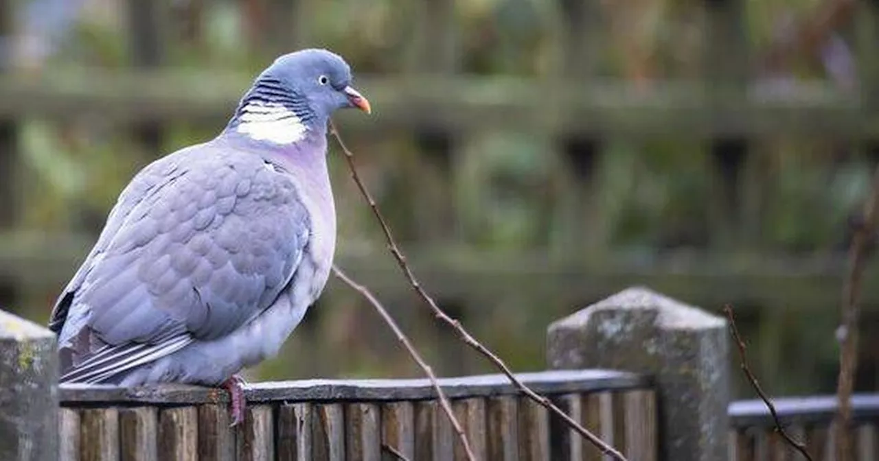 Bird Feeders: How to Attract Smaller Birds and Deter Pigeons