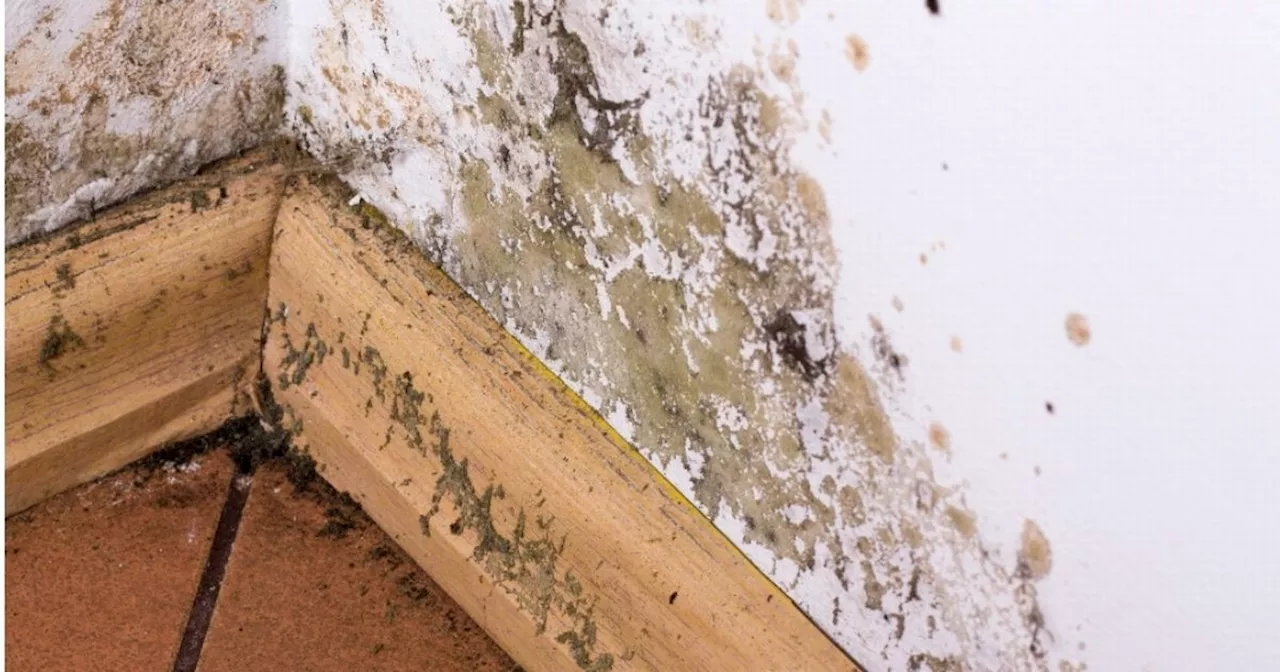 Mould Expert Offers Winter Tips to Combat Damp and Mould