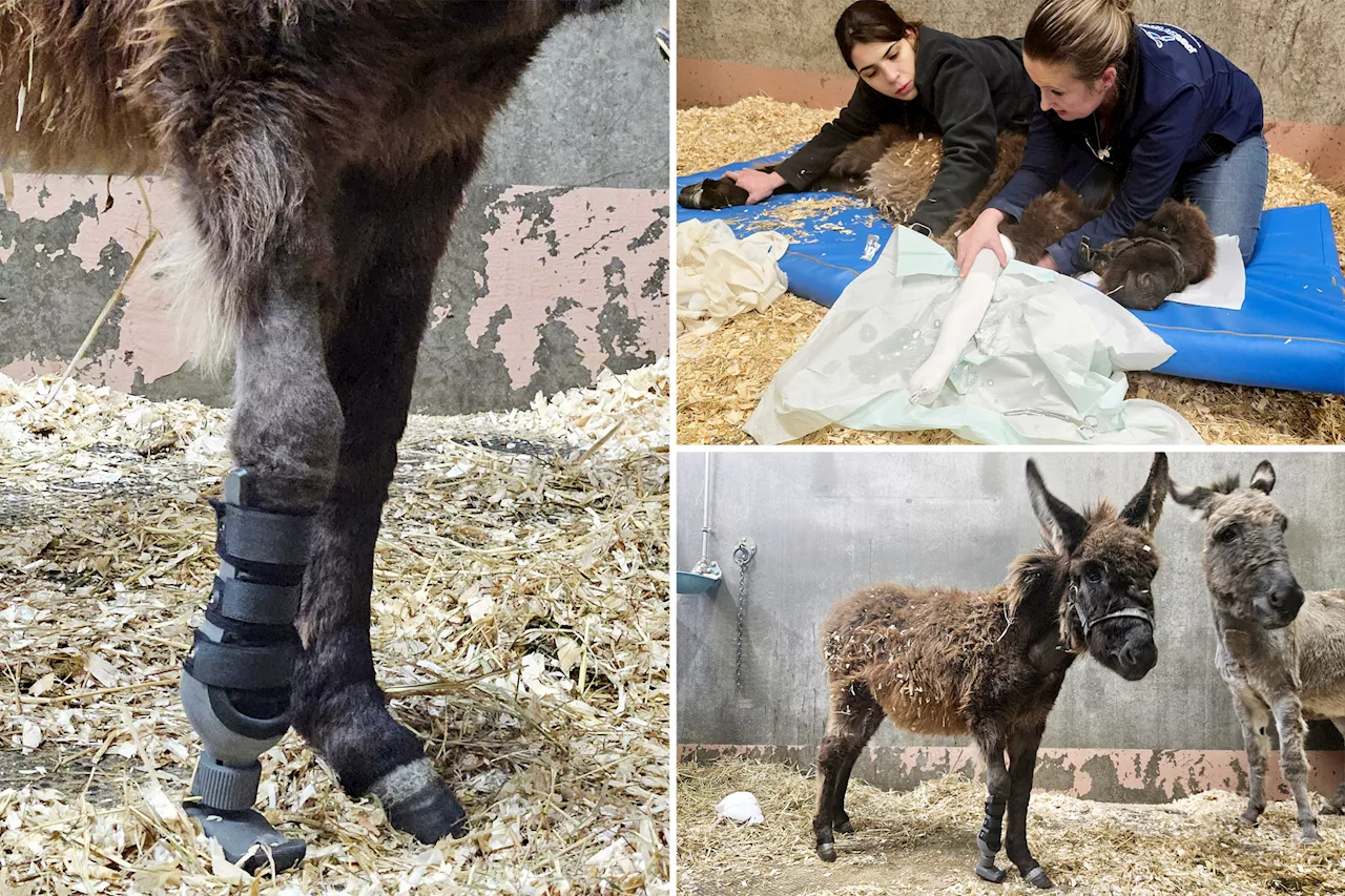 Donkey named Wonder gets new prosthetic leg for Christmas