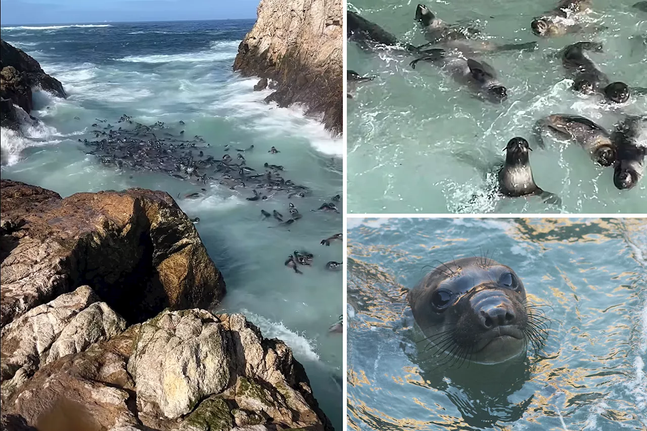 Over 400 Fur Seal Pups Found Resting Together at Farallon Islands