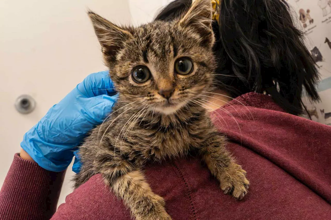 Kitten Found Hiding in Christmas Tree Lot Finds Forever Home