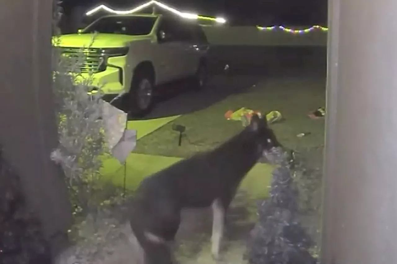 Missing Dog Returns Home on Christmas Eve, Rings Doorbell Camera