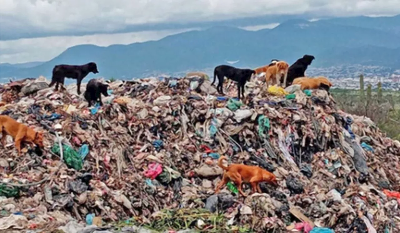 Basureros Clandestinos Proliferan en Pénjamo