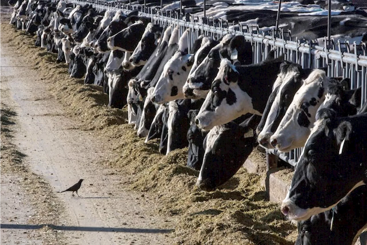 Bird Flu Spreads Among Cattle, Posing Serious Health Risks