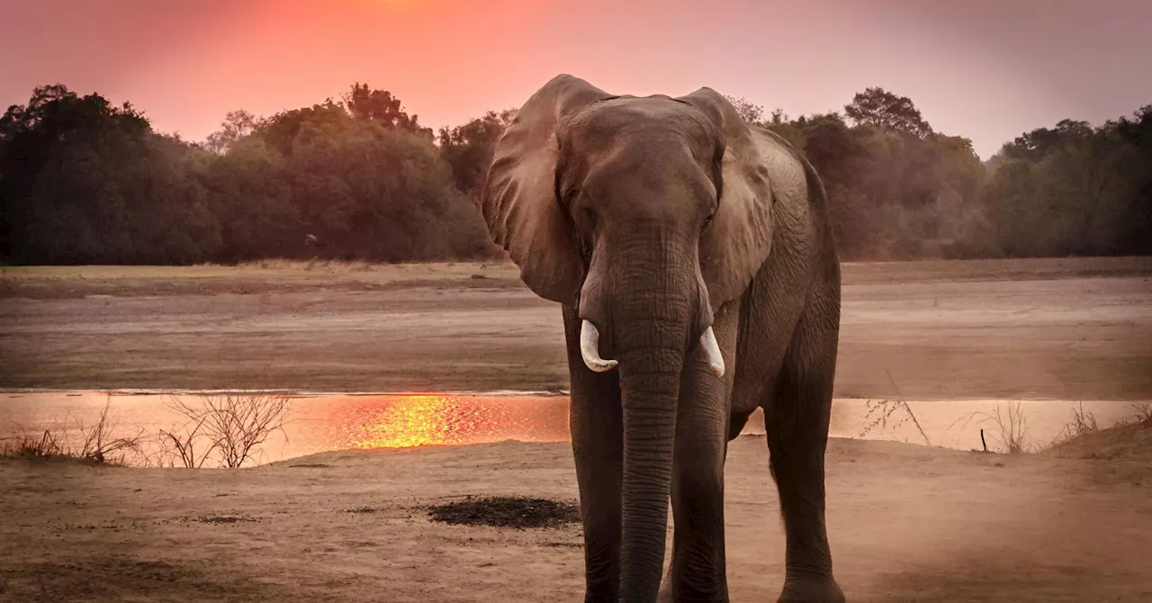 Elephants Use Hoses in Creative and Playful Ways