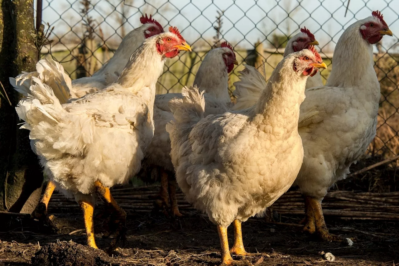 Eure : un foyer de grippe aviaire 'hautement pathogène' détecté dans un élevage