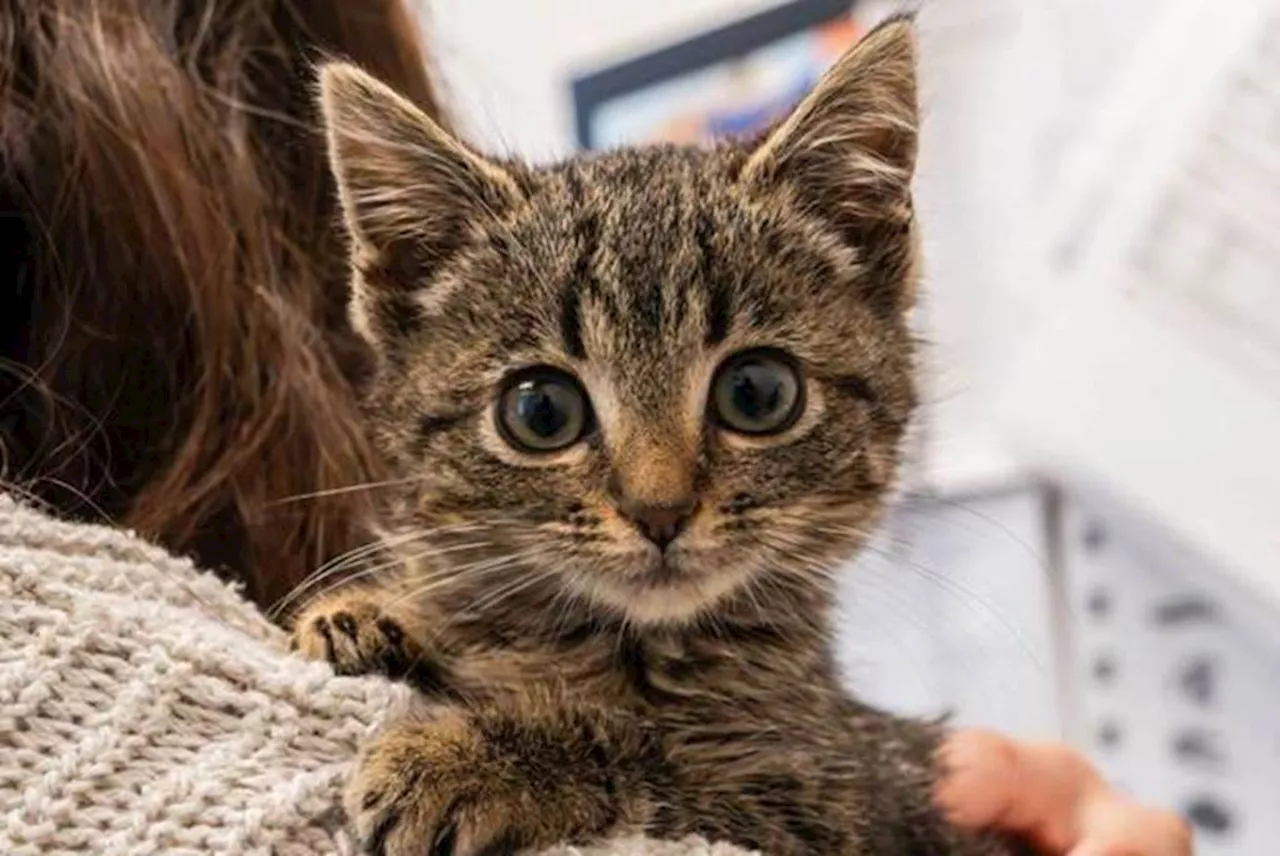 Christmas Miracle: Orphaned Kitten Rescued from Christmas Tree Lot