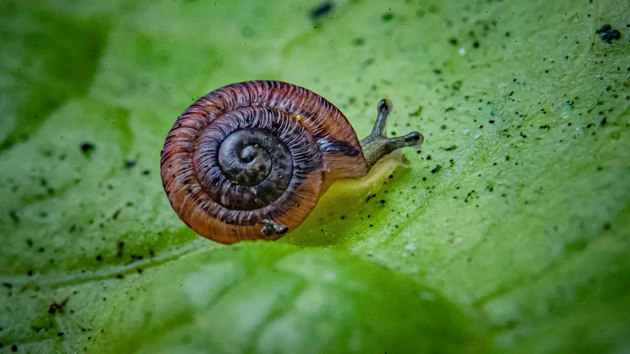 Tiny Snail Species Saved From Extinction