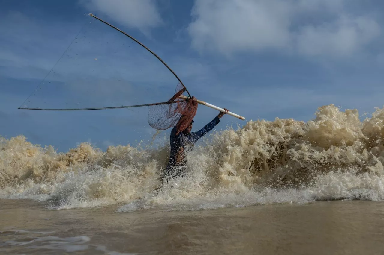 Fishermen of Bachok Brave Rough Seas for Traditional Mullet Catch