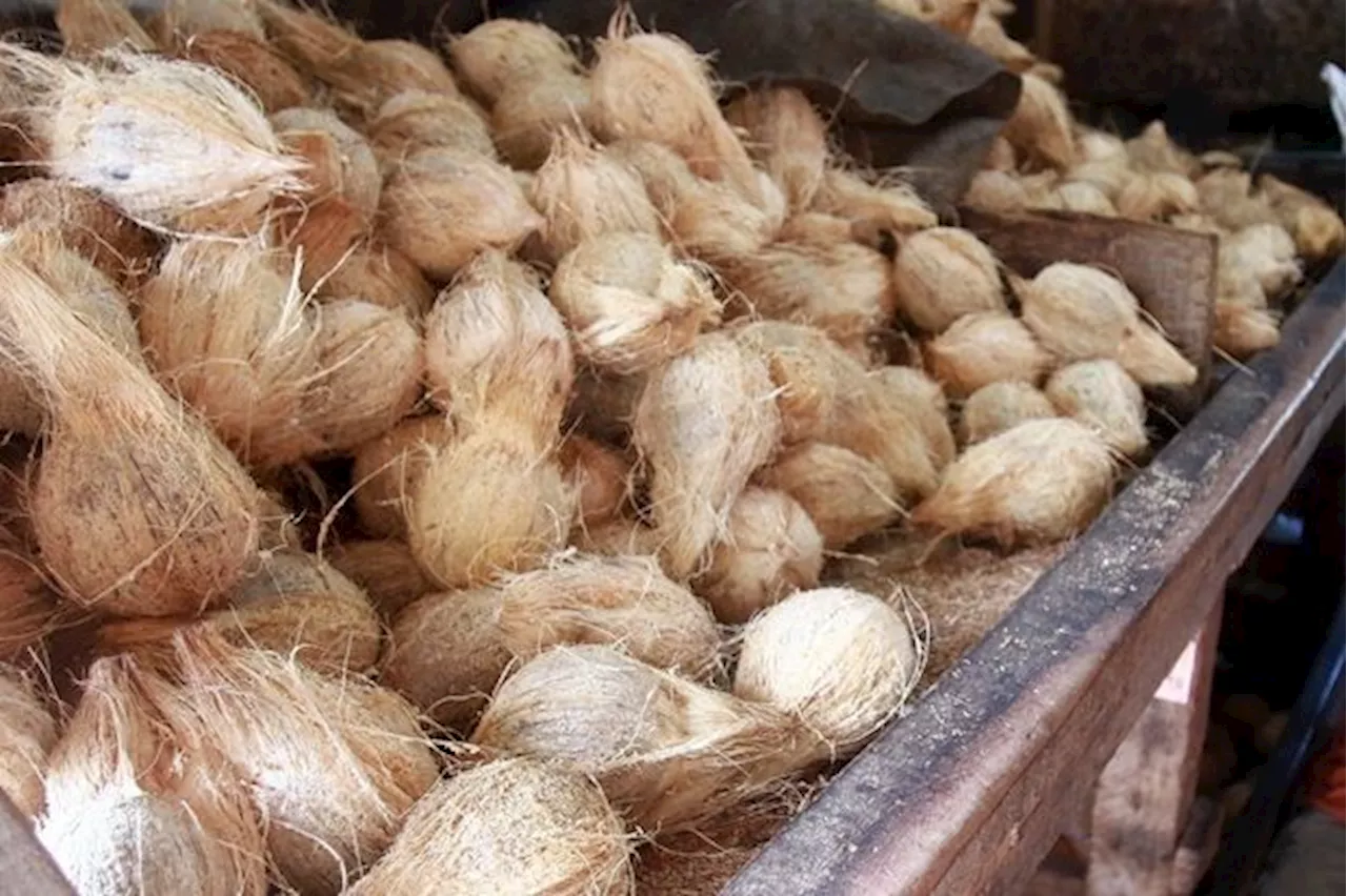 Malaysia Assures Sufficient Coconut Supply for Upcoming Festive Seasons