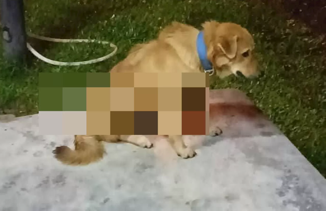 Man suspected of killing dog with arrow charged in court, Perak cops confirm