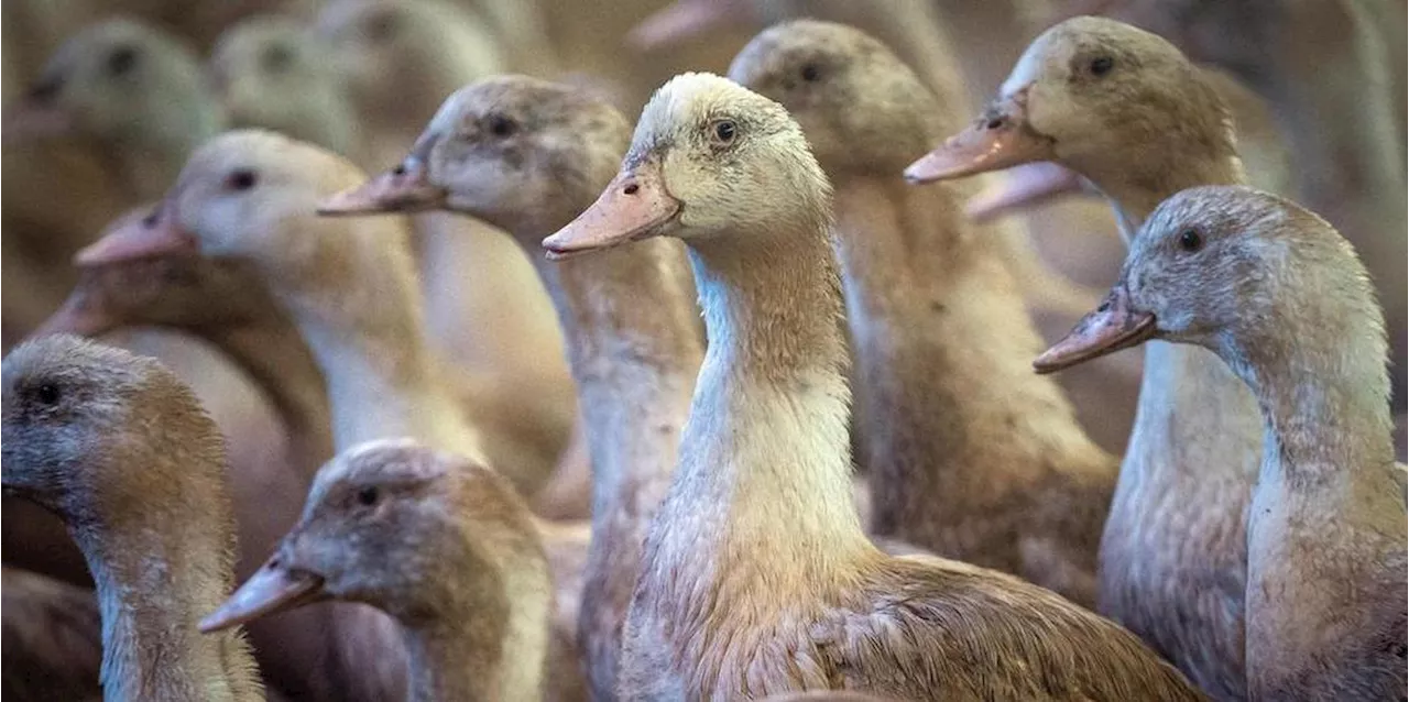 Nouveau Foyer de Grippe Aviaire dans l'Eure