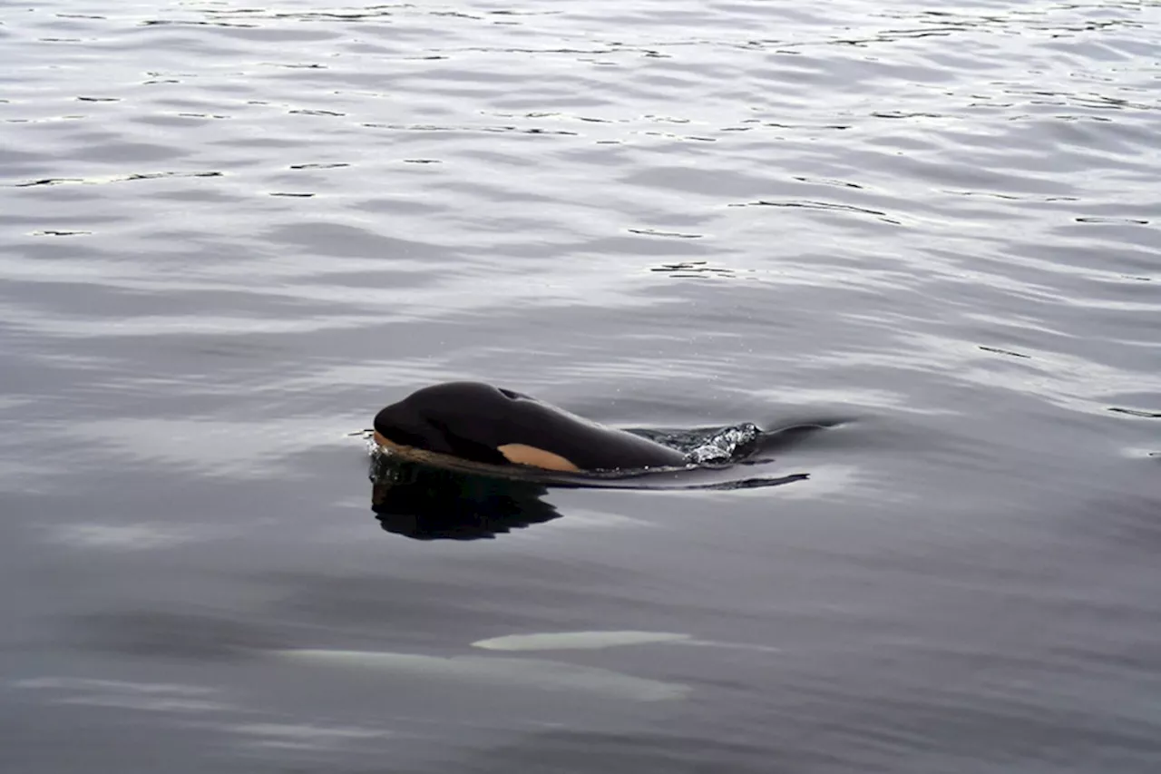 Concerns Raised for Health of New Orca Calf