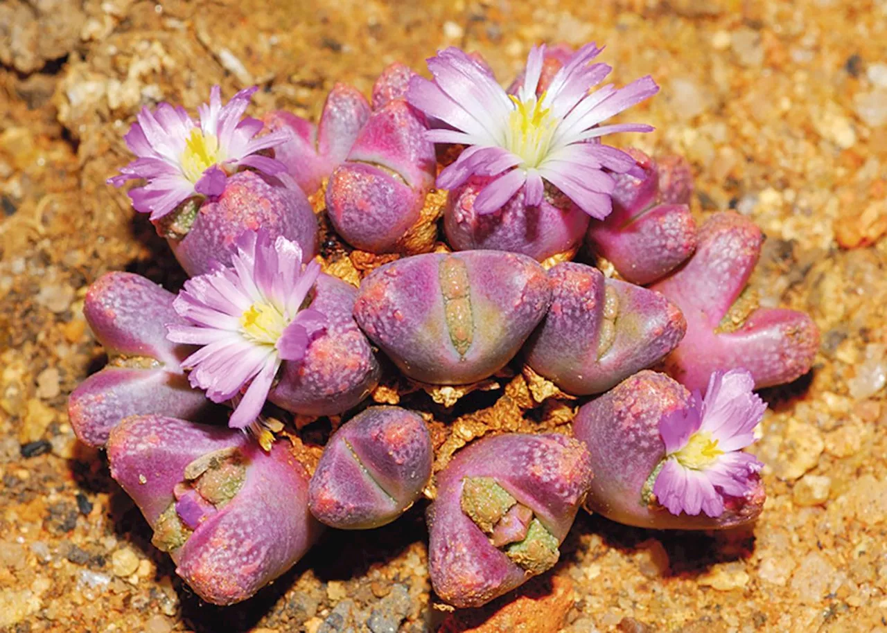 These rare, unique-looking Karoo succulents are being traded illegally