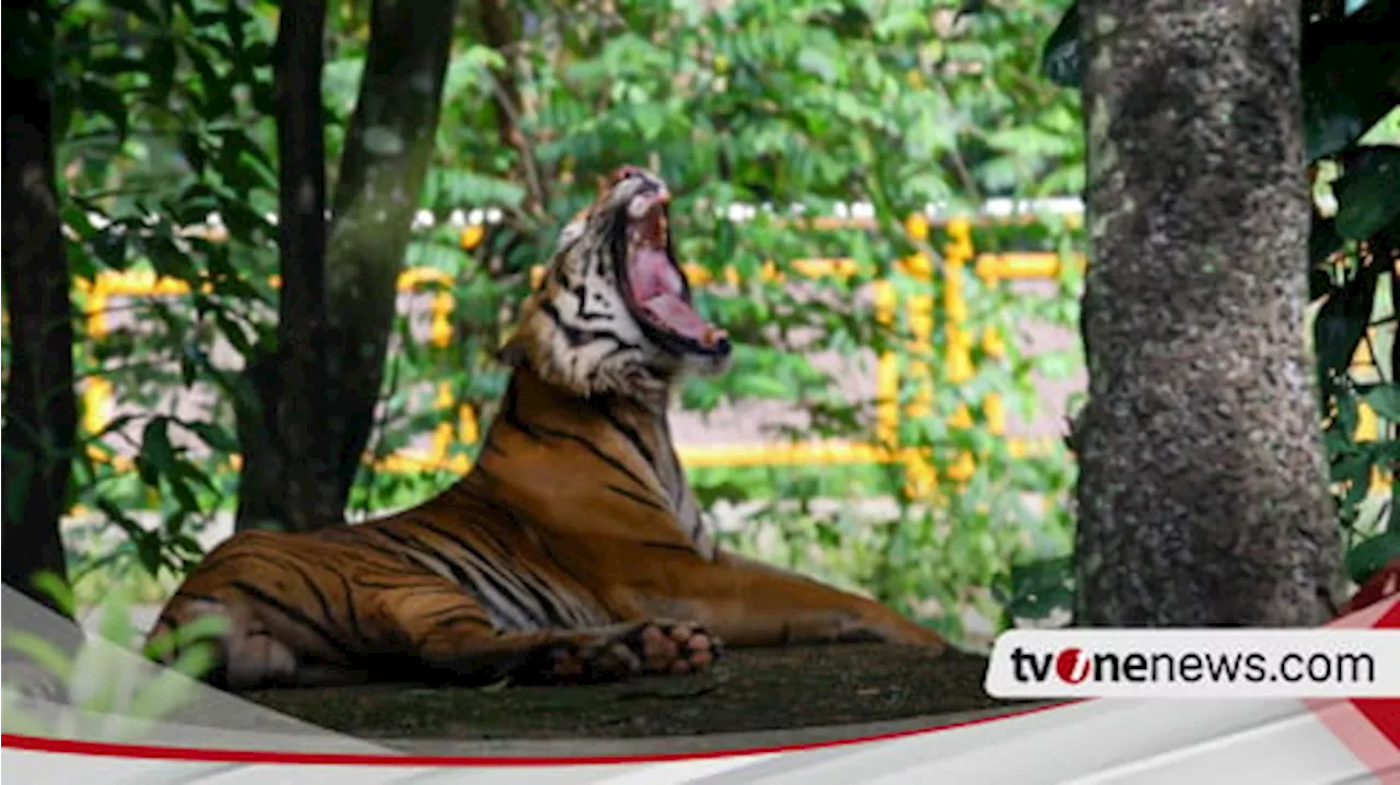 Ribuan Pengunjung Ramai Taman Margasatwa Ragunan Jelang Tahun Baru 2025